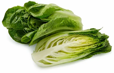 خرید کاهو صادراتی + قیمت عالی با کیفیت